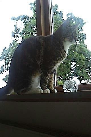 Blanding af racer Isabella billede 6