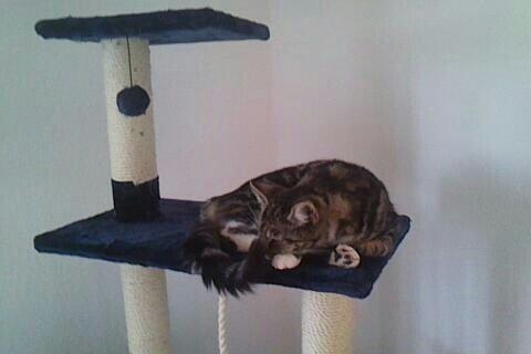 Blanding af racer Isabella billede 7