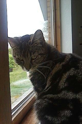 Blanding af racer Isabella billede 8