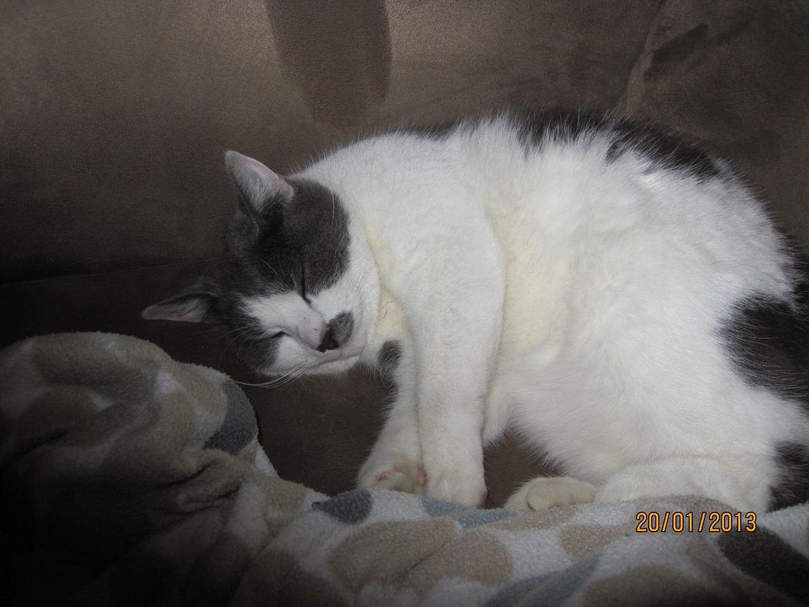 Huskat Disa billede 5