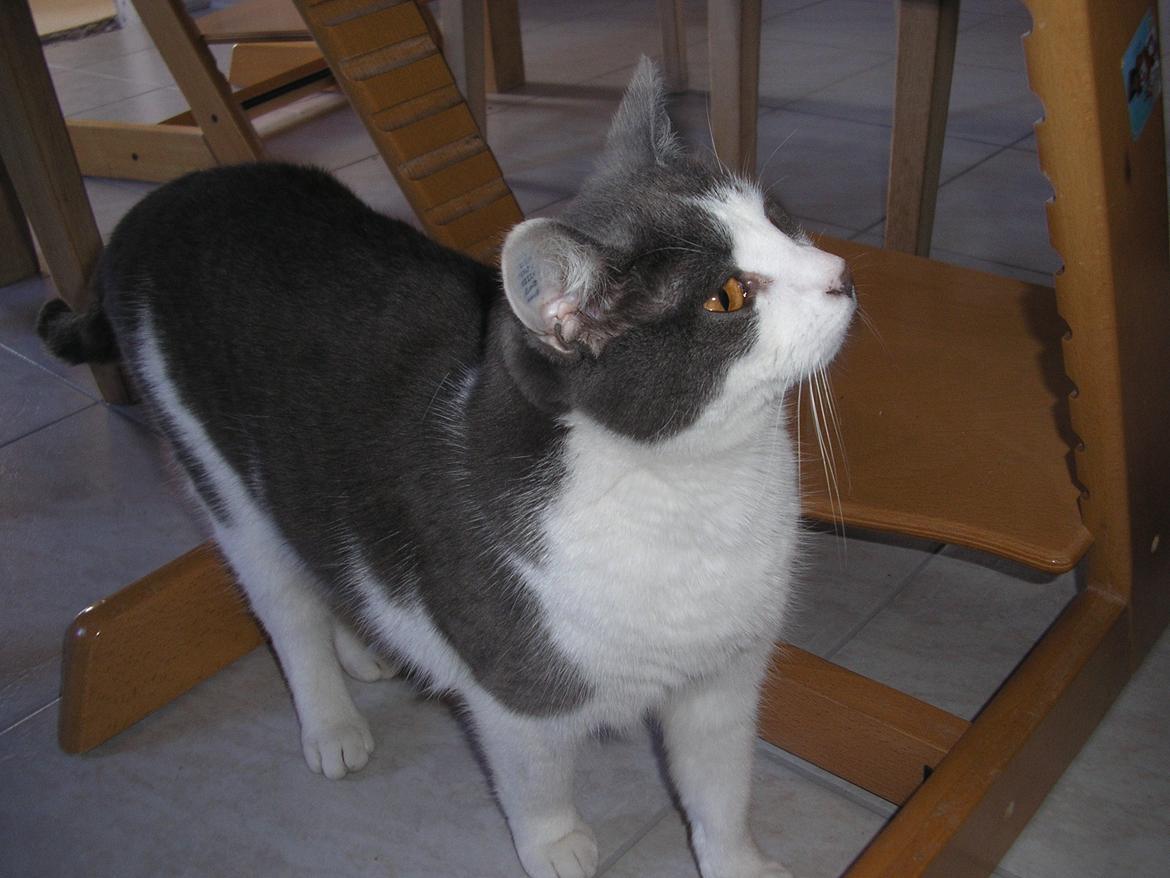 Huskat Disa billede 6