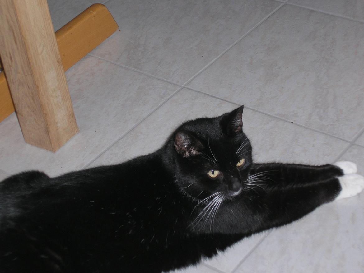 Huskat Pjevs billede 16