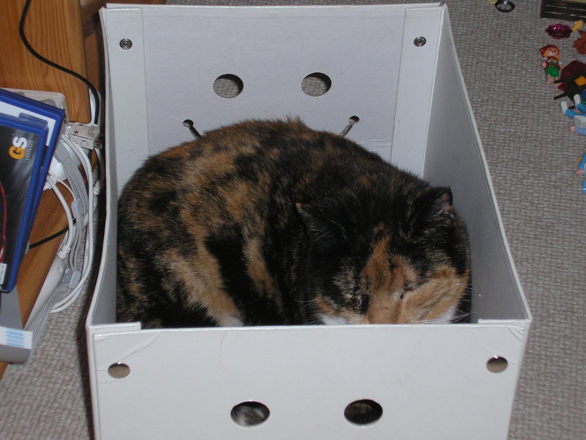 Huskat Marie billede 6