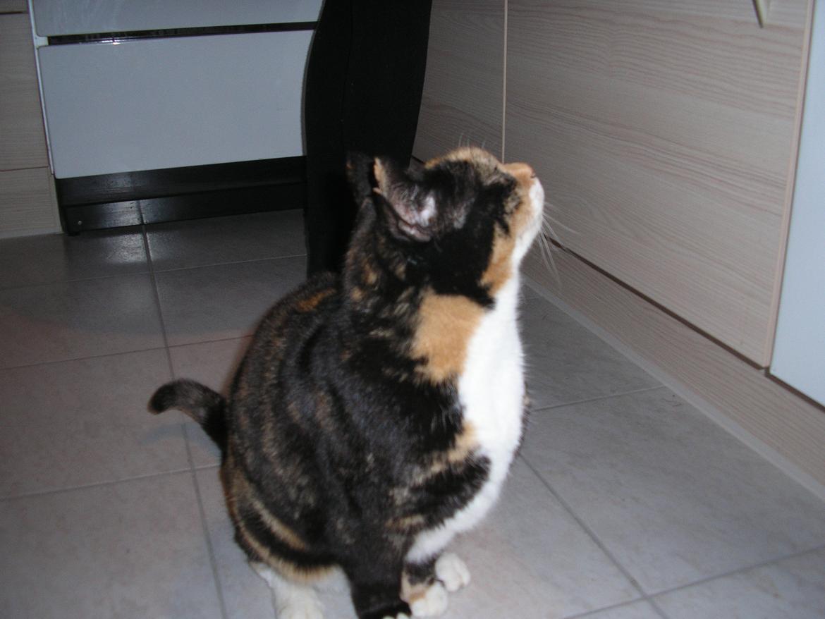 Huskat Marie billede 7