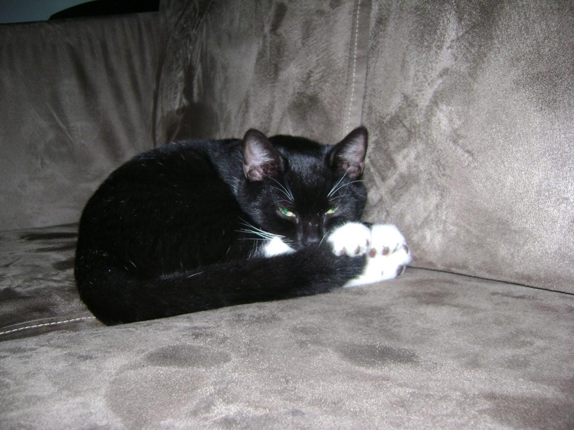 Huskat Pjevs billede 17