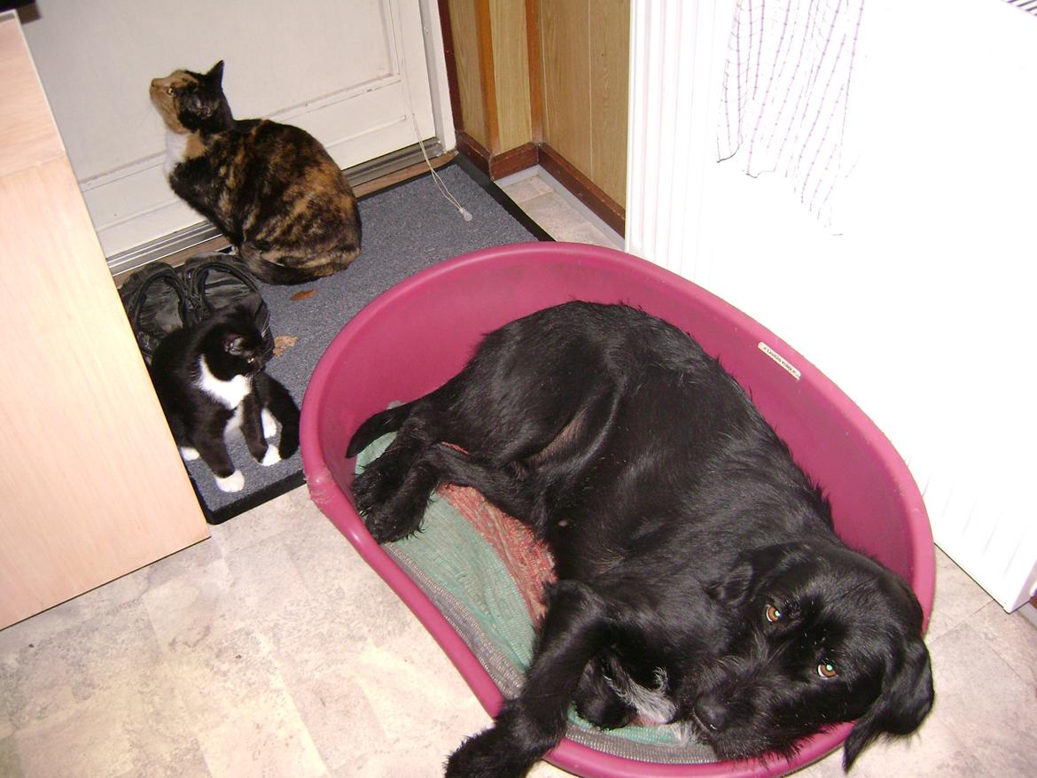 Huskat Pjevs - Vores ældste kat Marie, pjevs og vores afdøde hun Laura. billede 18