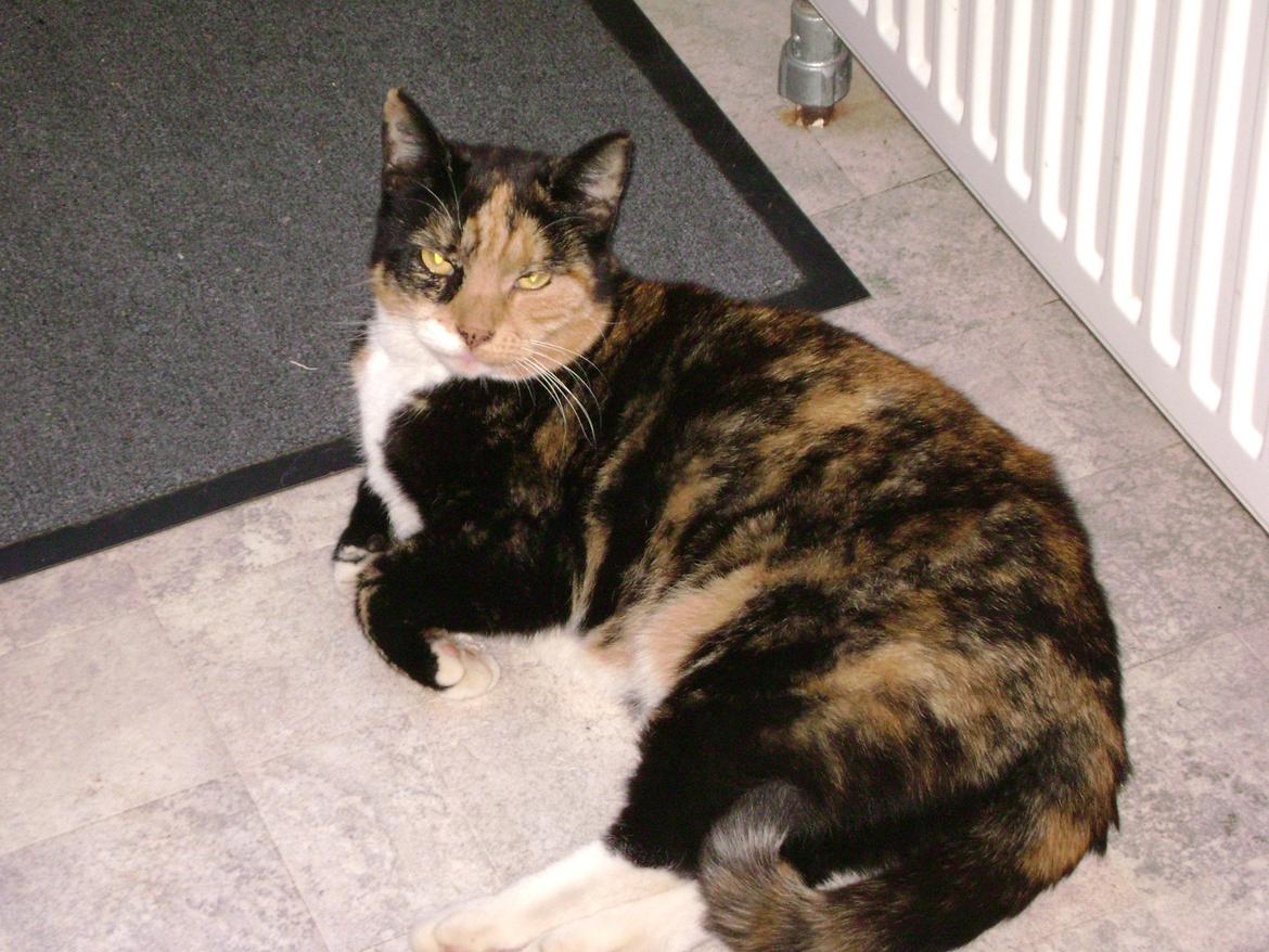 Huskat Marie billede 8