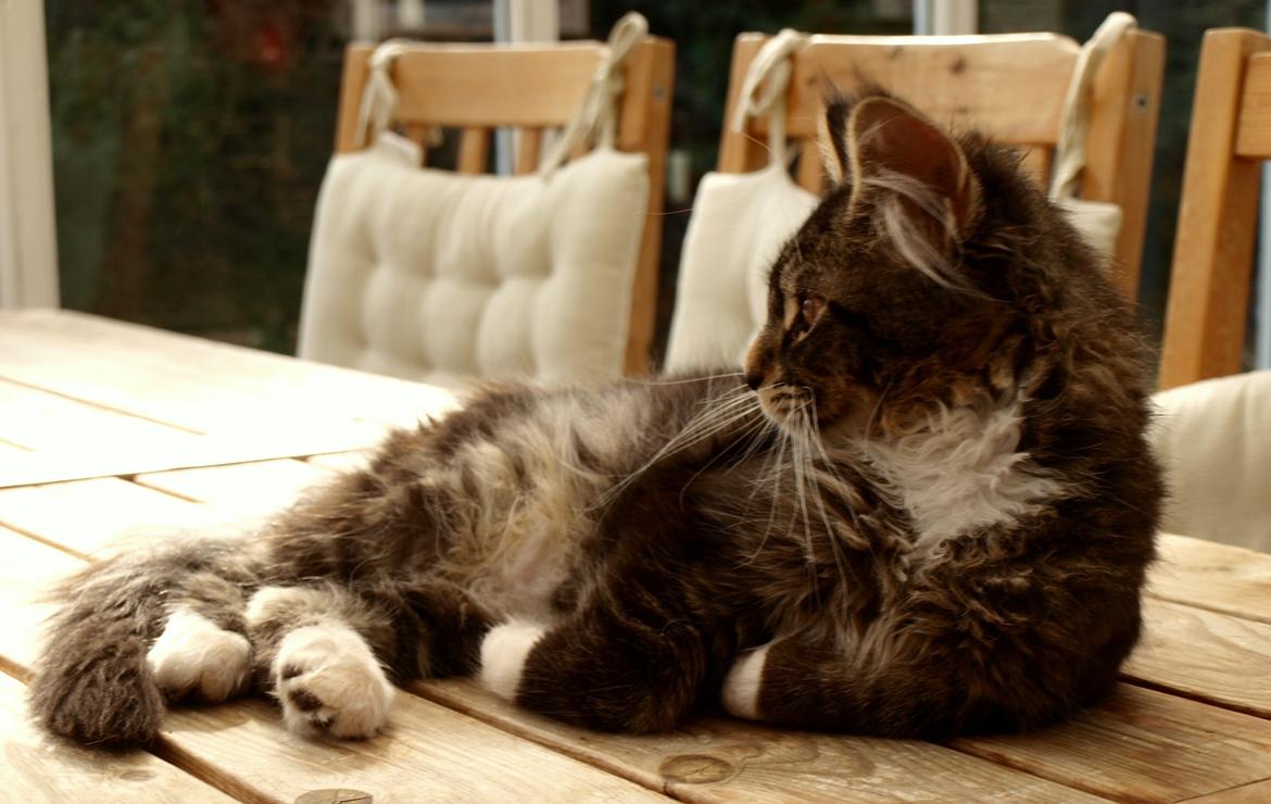 Maine Coon GigantCat Emanuel billede 5