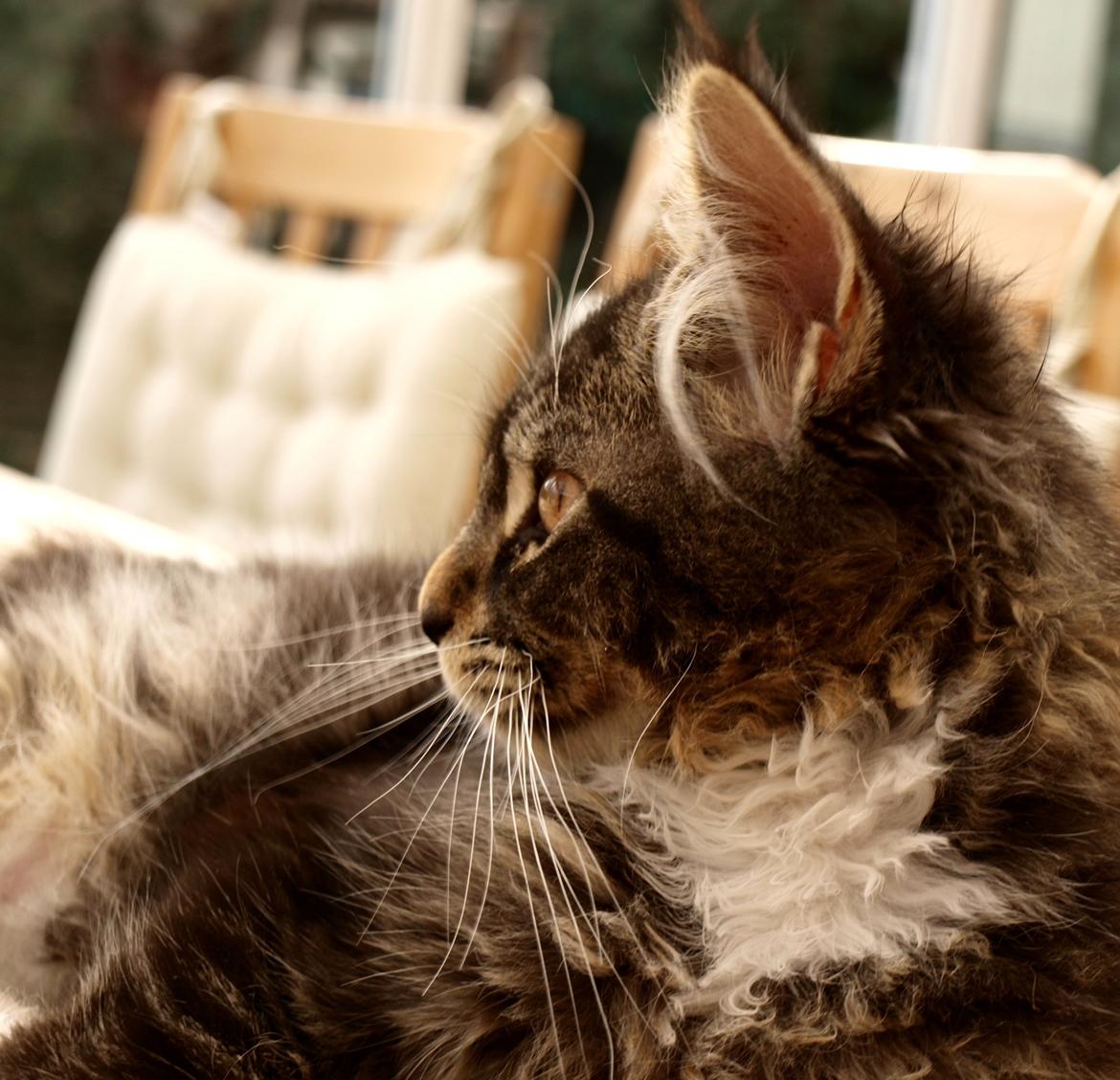 Maine Coon GigantCat Emanuel billede 14