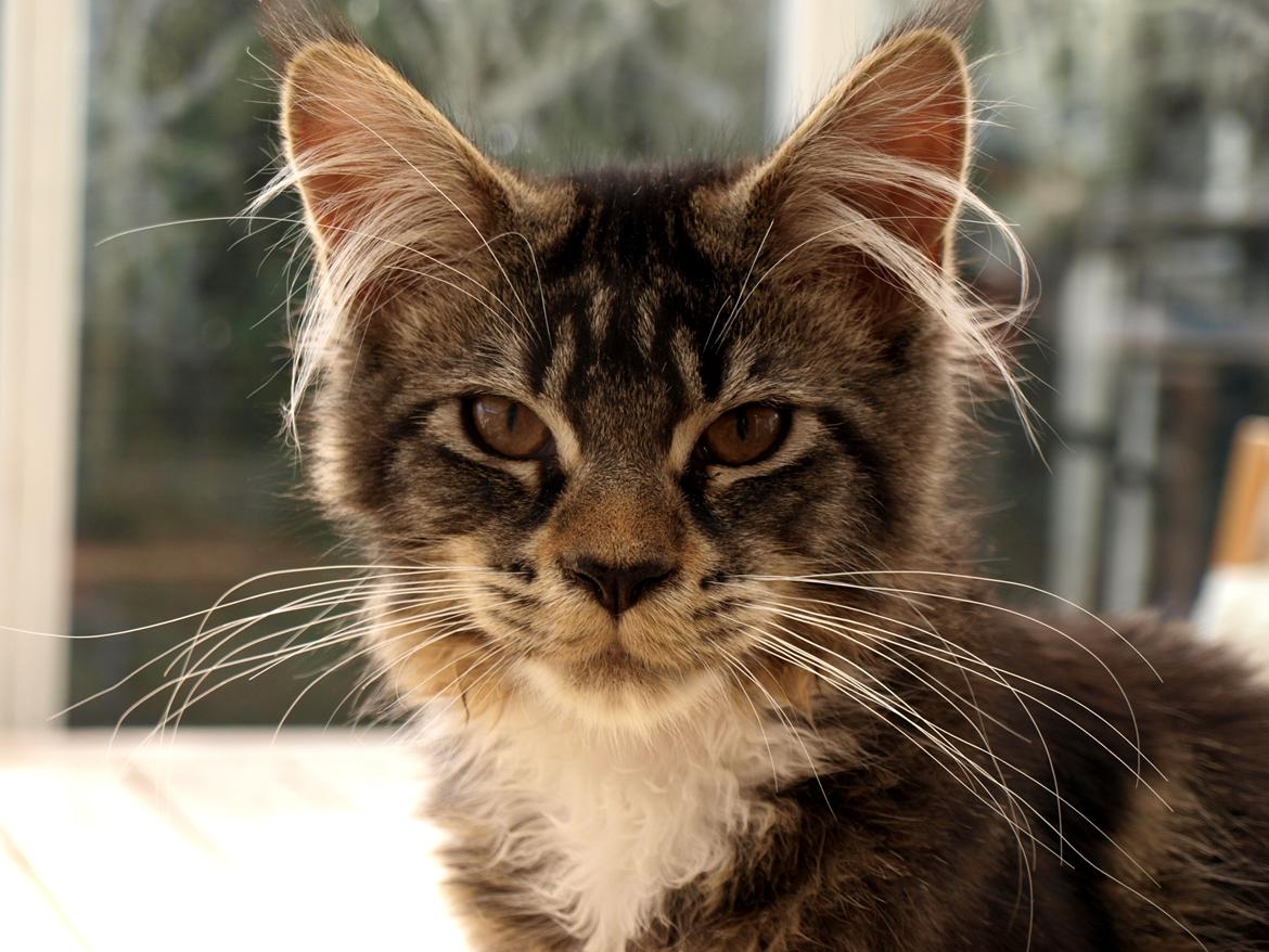 Maine Coon GigantCat Emanuel billede 1