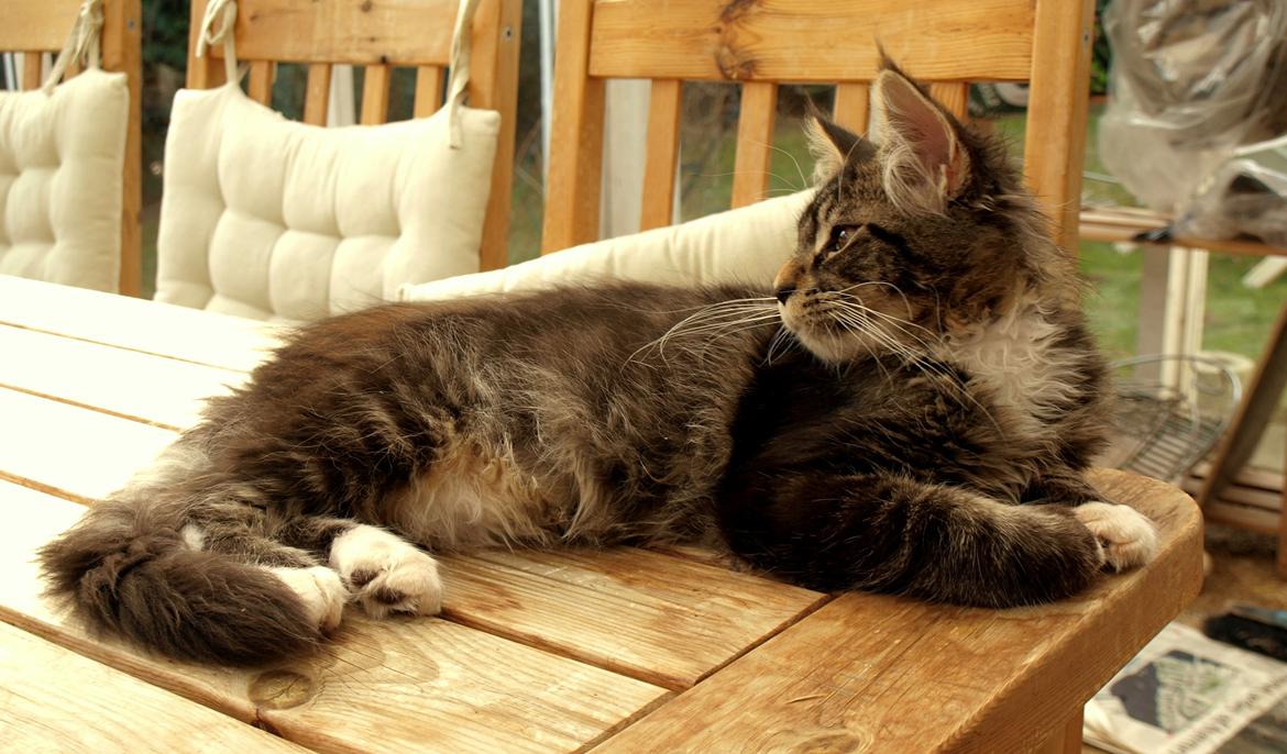 Maine Coon GigantCat Emanuel billede 9