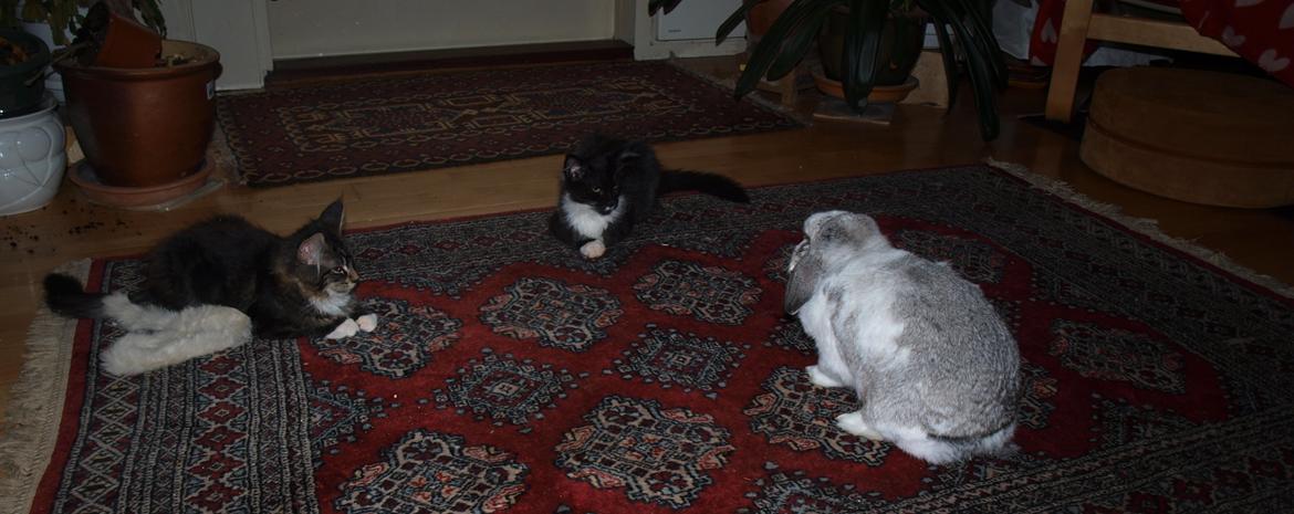 Maine Coon GigantCat Emanuel billede 10