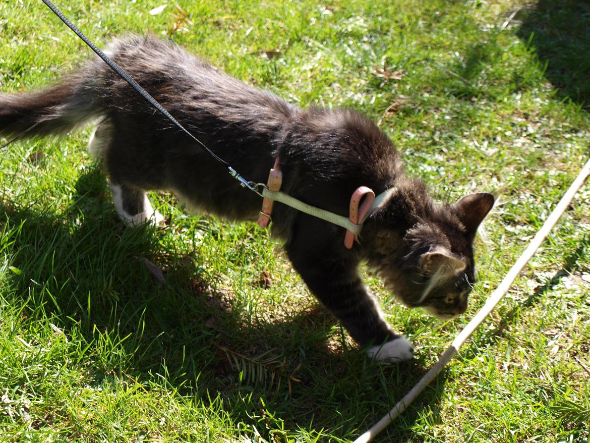 Maine Coon GigantCat Emanuel billede 11
