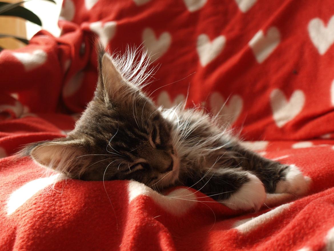 Maine Coon GigantCat Emanuel billede 7