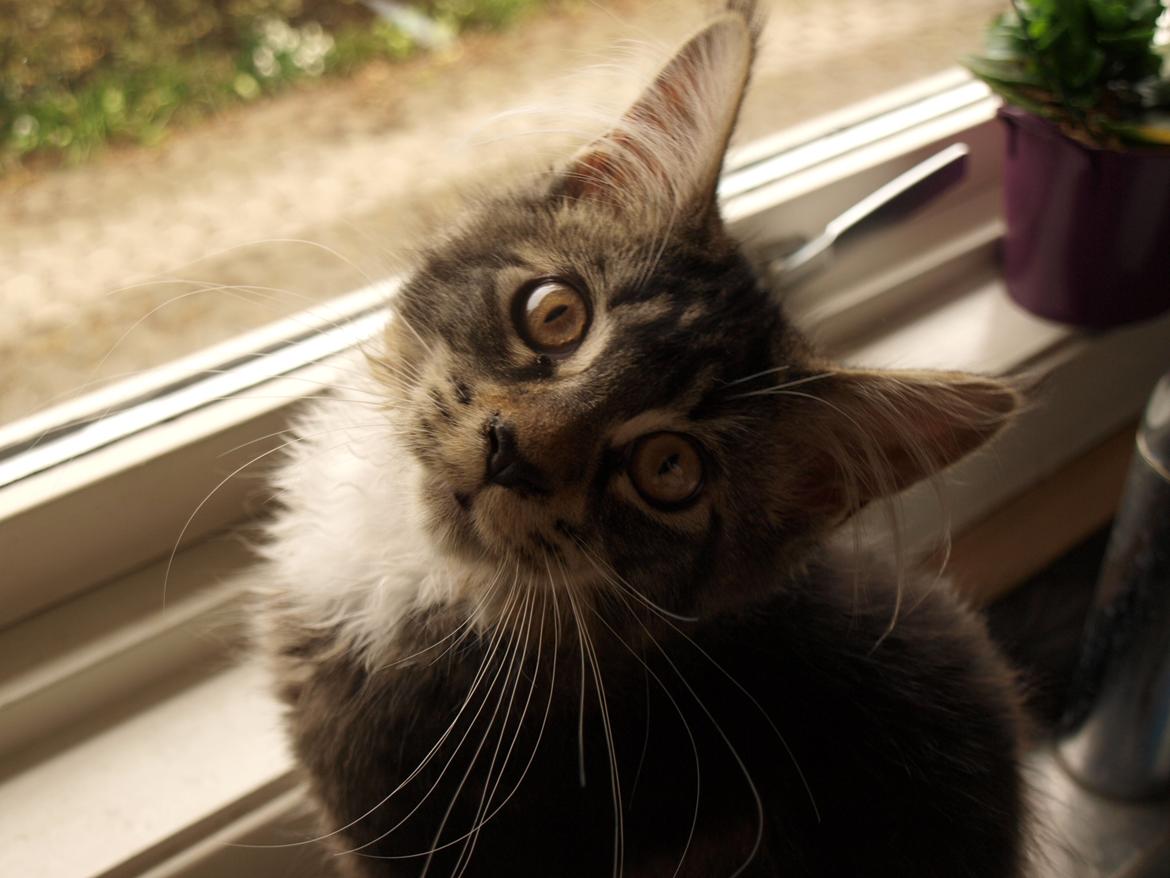 Maine Coon GigantCat Emanuel billede 13