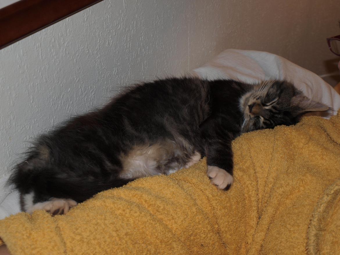 Maine Coon GigantCat Emanuel billede 4