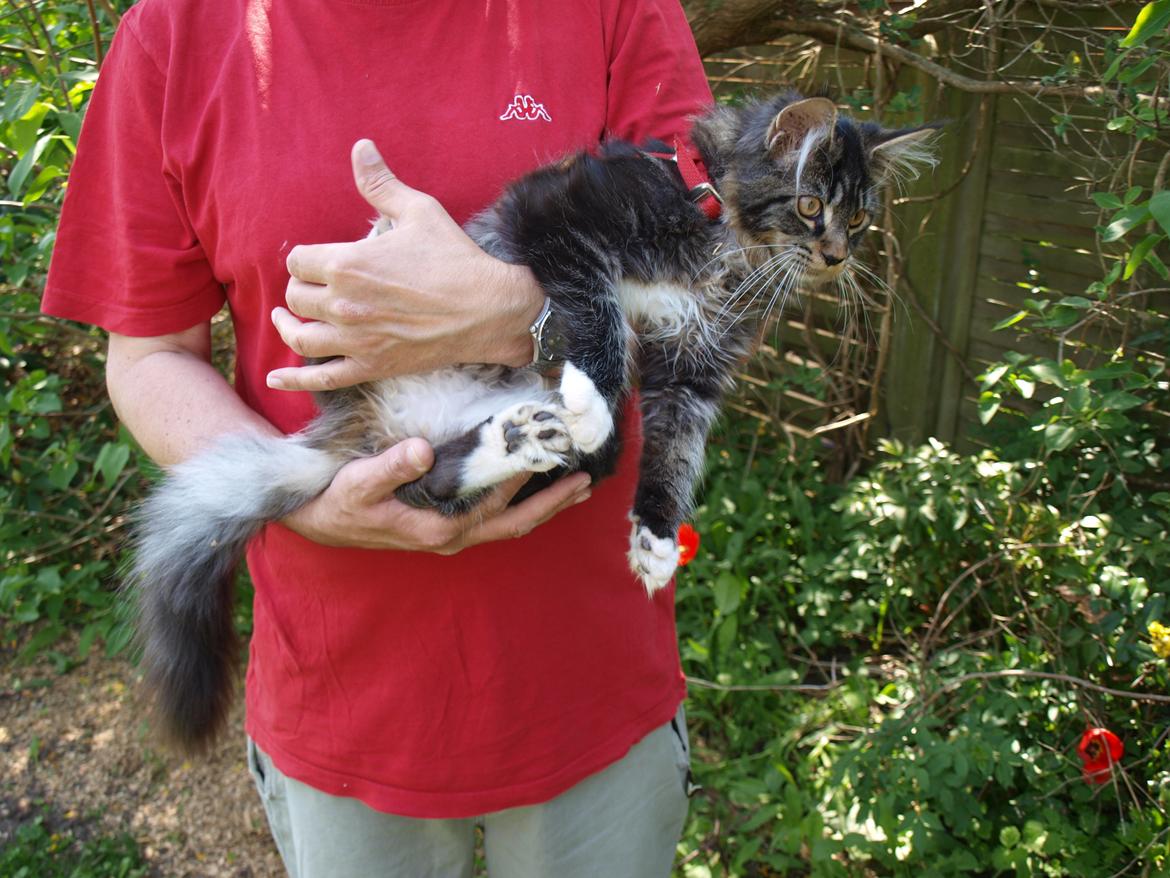 Maine Coon GigantCat Emanuel billede 6