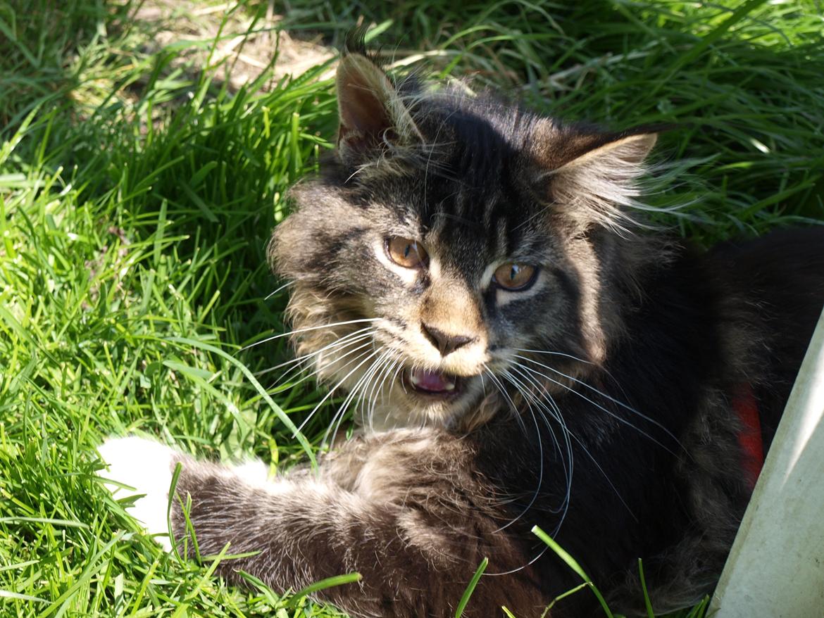 Maine Coon GigantCat Emanuel billede 8
