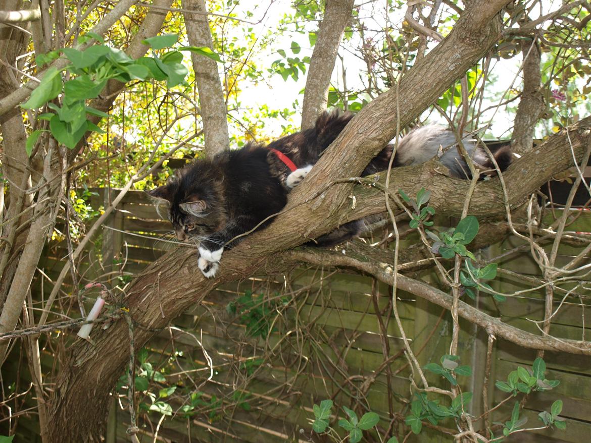 Maine Coon GigantCat Emanuel billede 3
