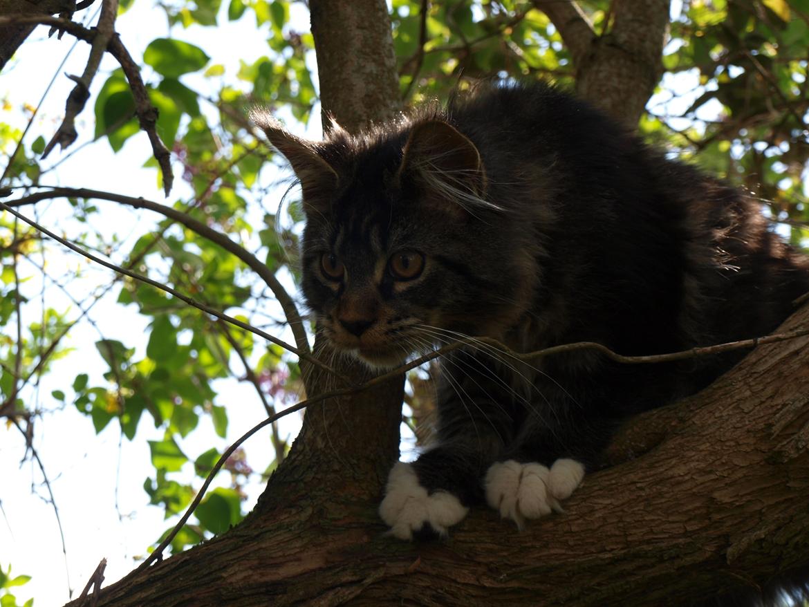 Maine Coon GigantCat Emanuel billede 15