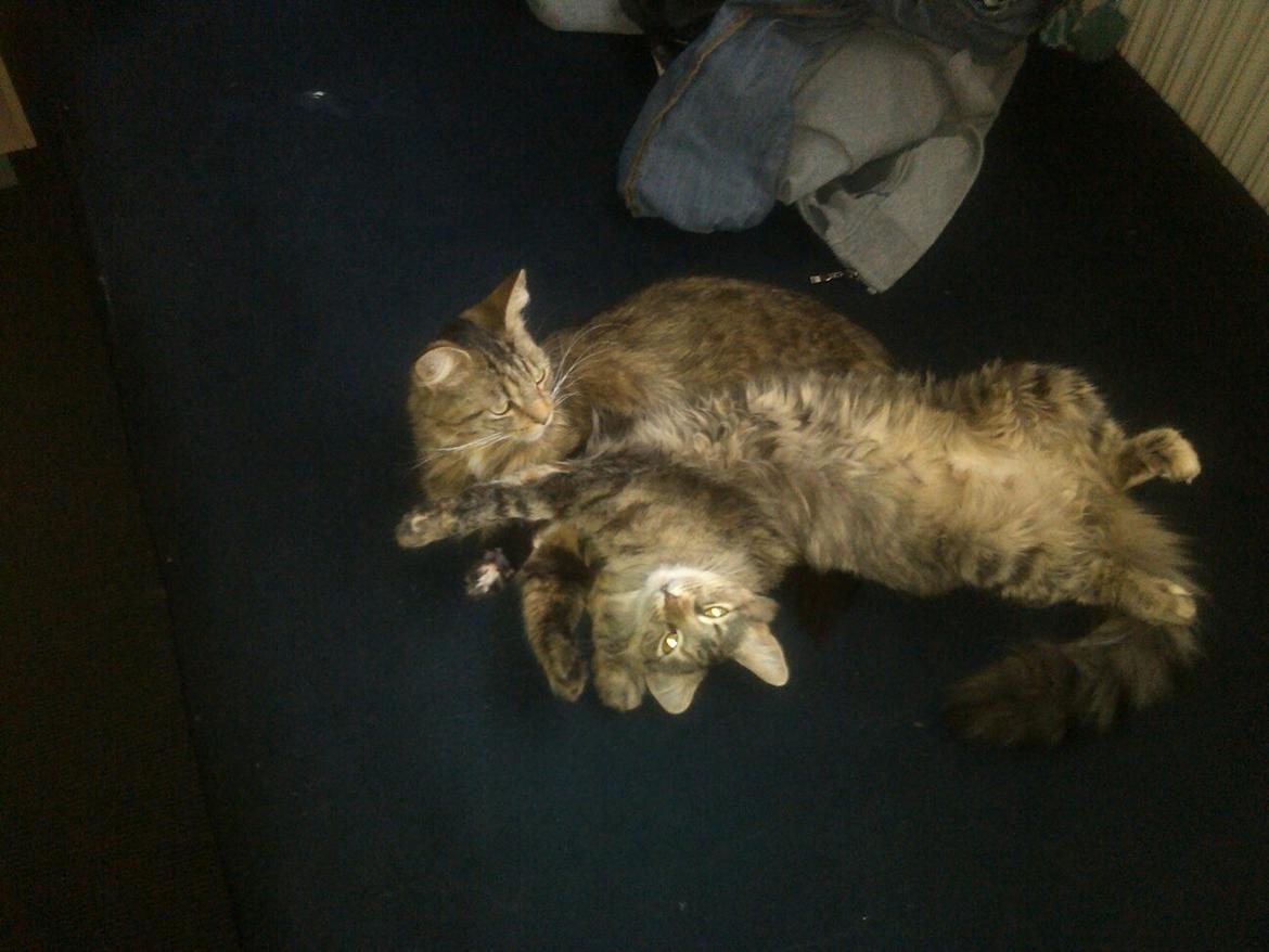 Blanding af racer Olivia billede 12