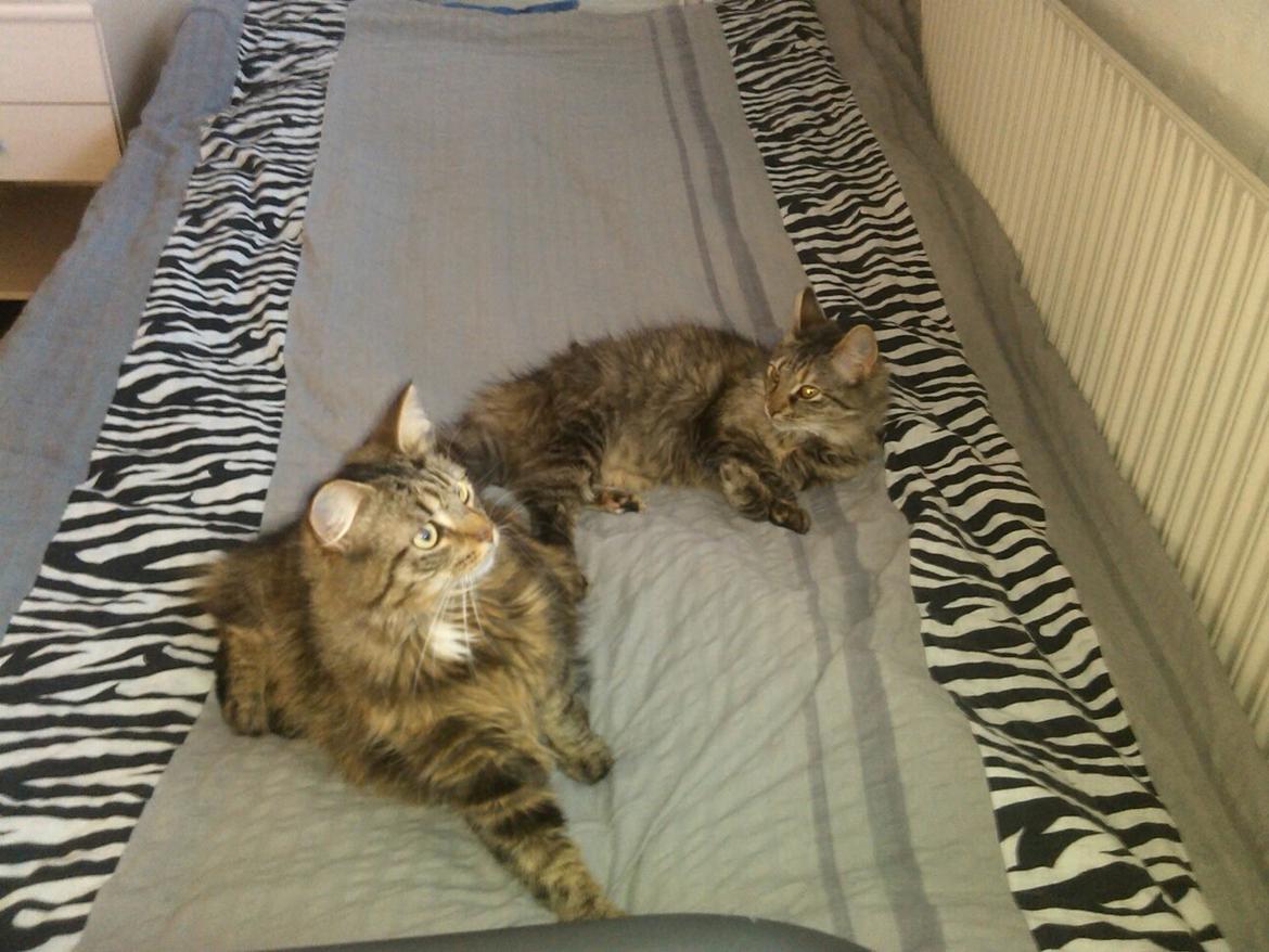 Blanding af racer Felix RIP billede 13