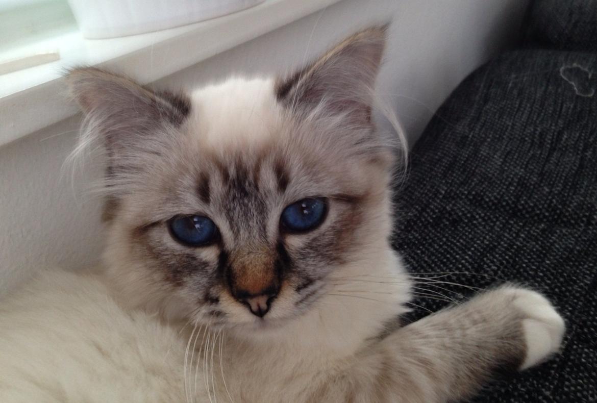 Hellig Birma Lilly (D´Lies Tommelise) billede 5