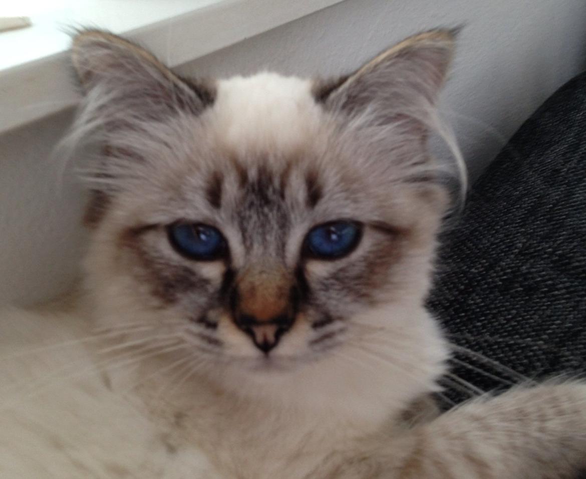 Hellig Birma Lilly (D´Lies Tommelise) billede 6