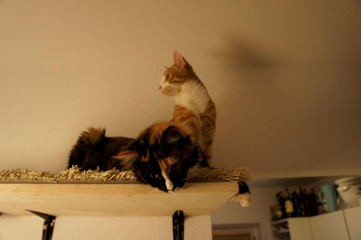 Blanding af racer Freja billede 7