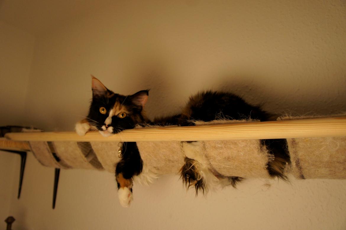 Blanding af racer Freja billede 8