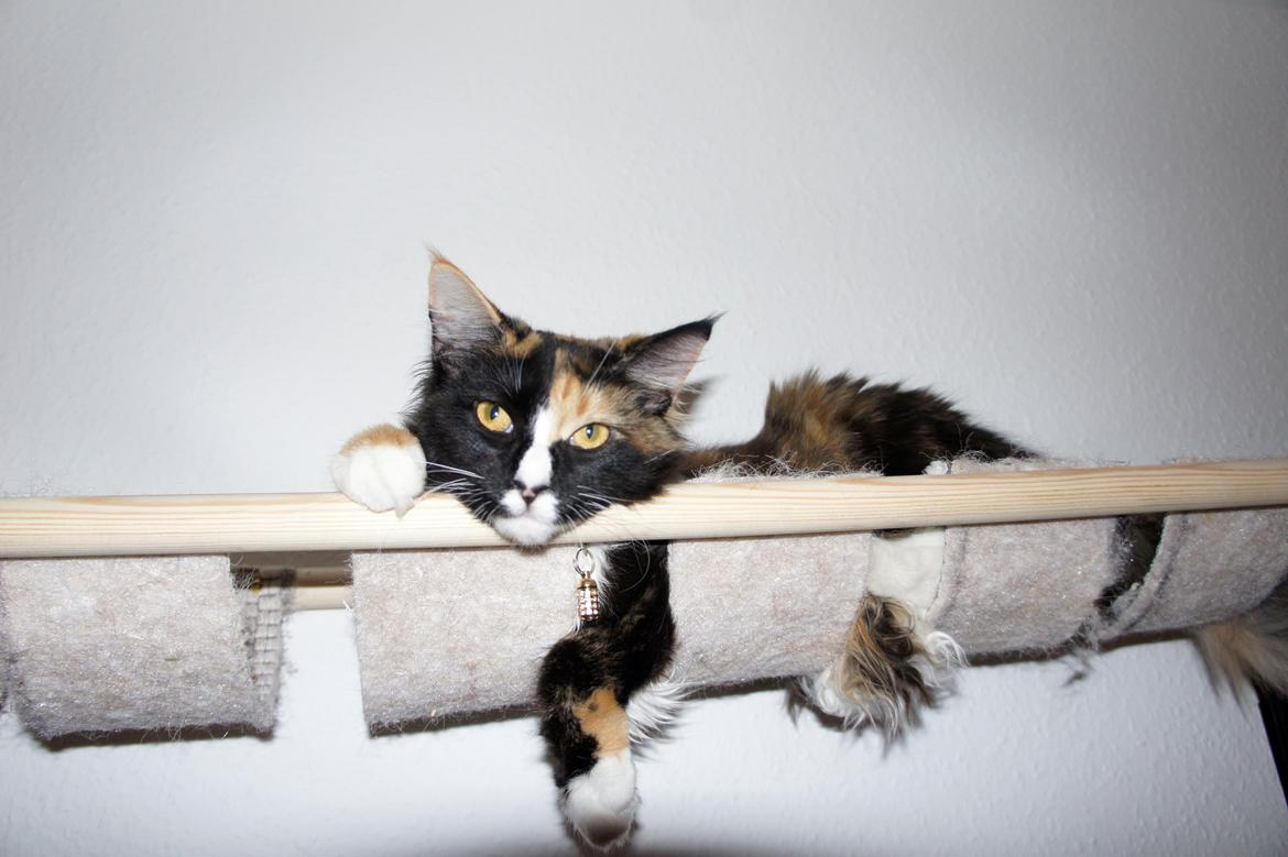 Blanding af racer Freja billede 9