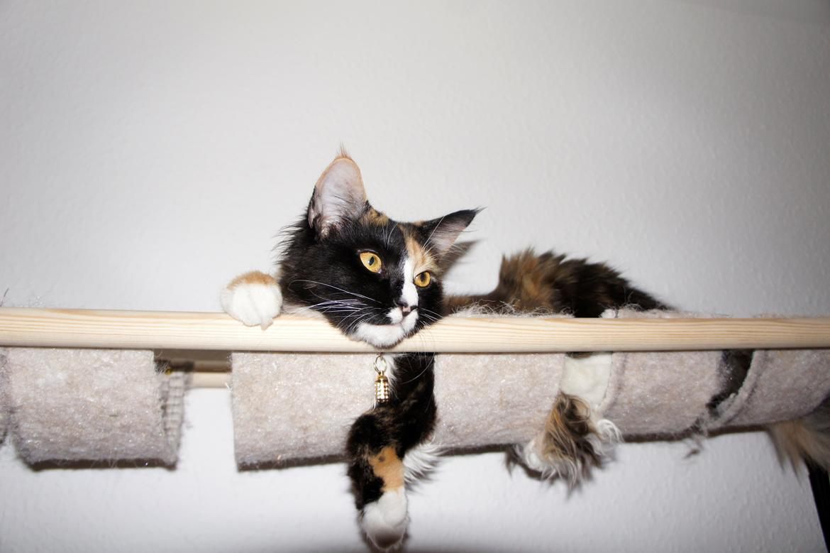 Blanding af racer Freja billede 11