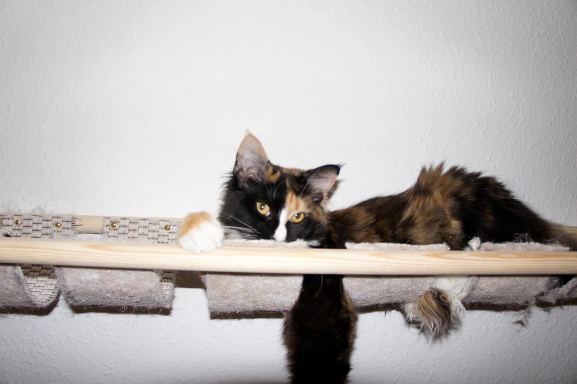 Blanding af racer Freja billede 5