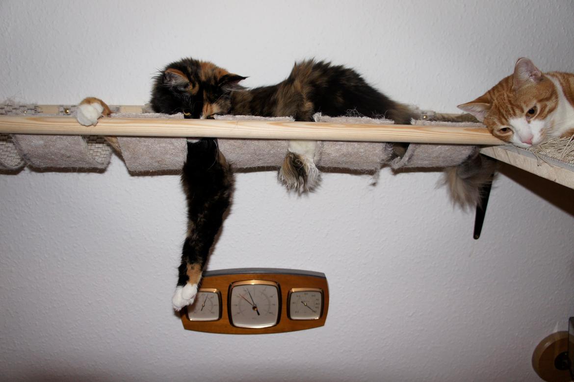 Blanding af racer Freja billede 12