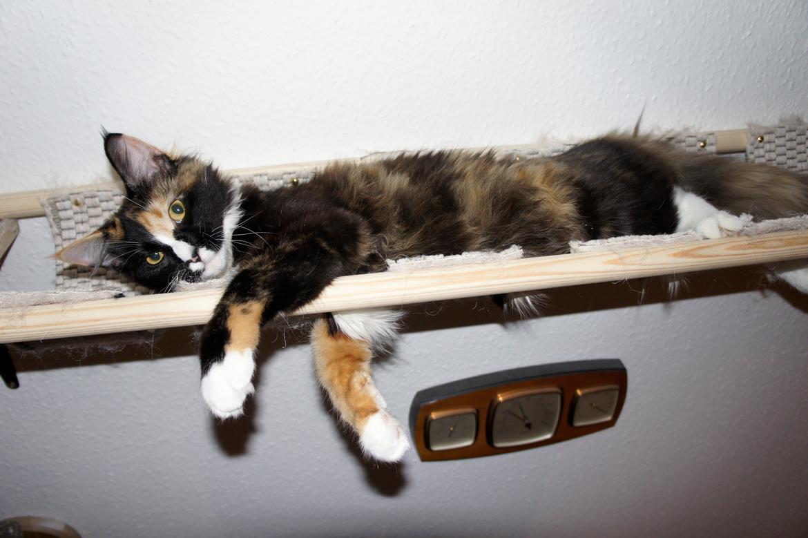 Blanding af racer Freja billede 1