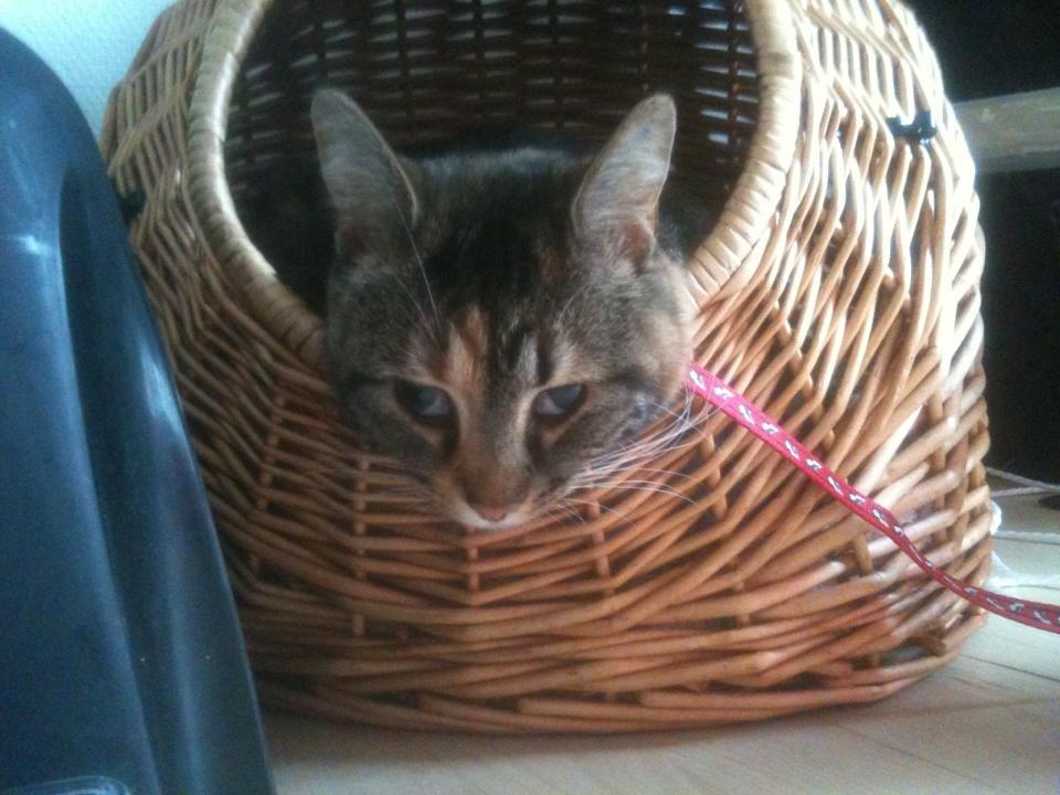 Huskat Fie aflivet :( - Godt bedøvet kat, :) billede 15