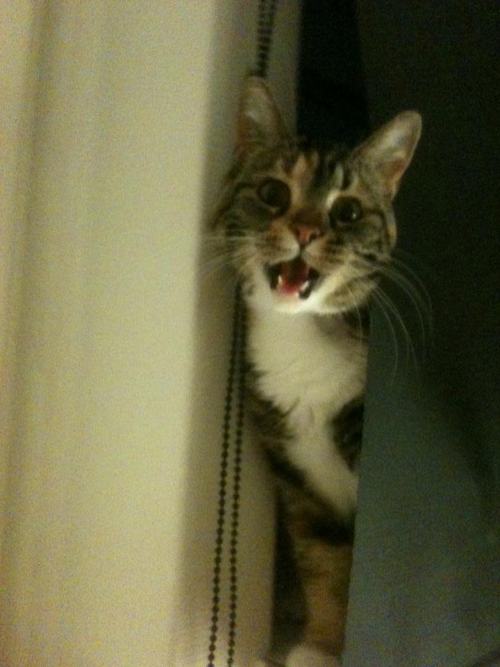 Huskat Fie aflivet :( billede 1