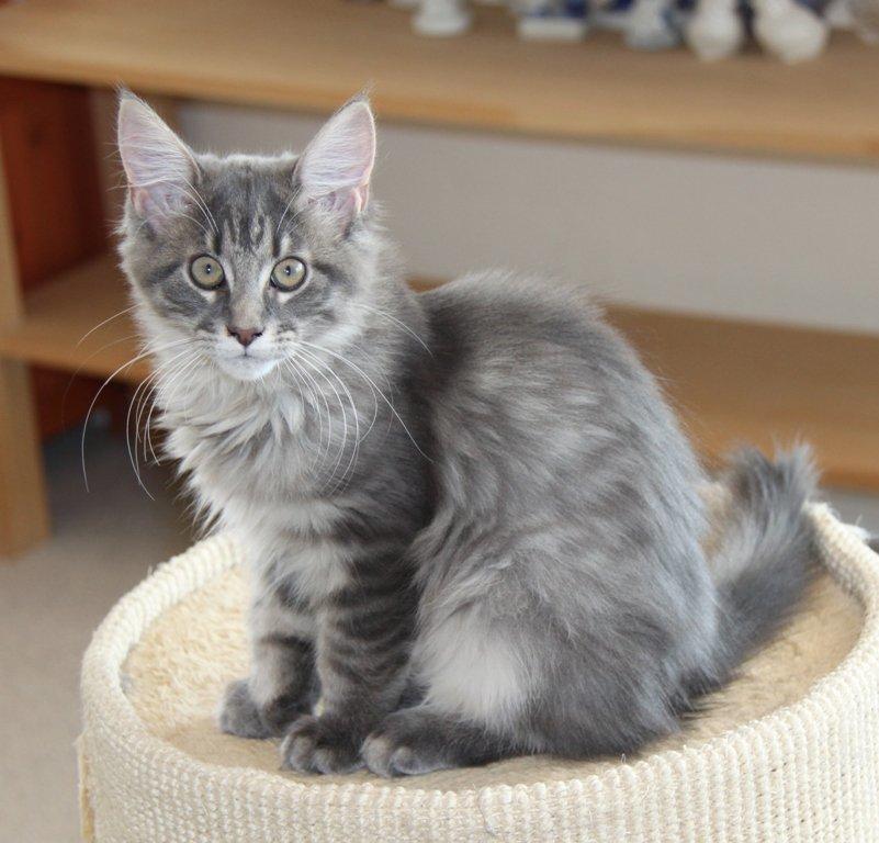 Maine Coon Alicia billede 17