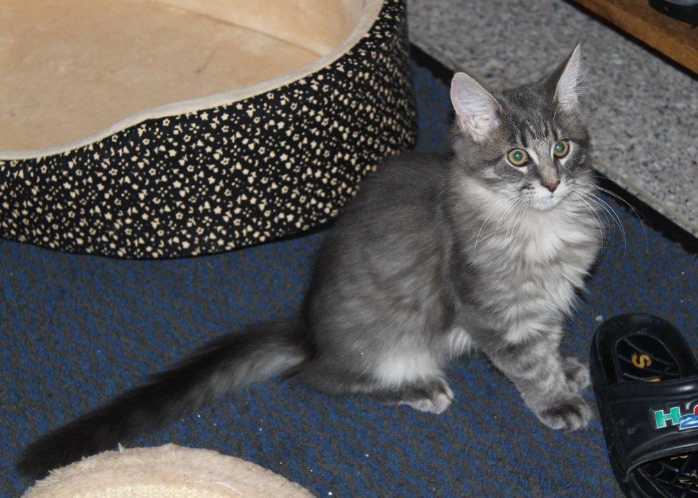 Maine Coon Alicia billede 18