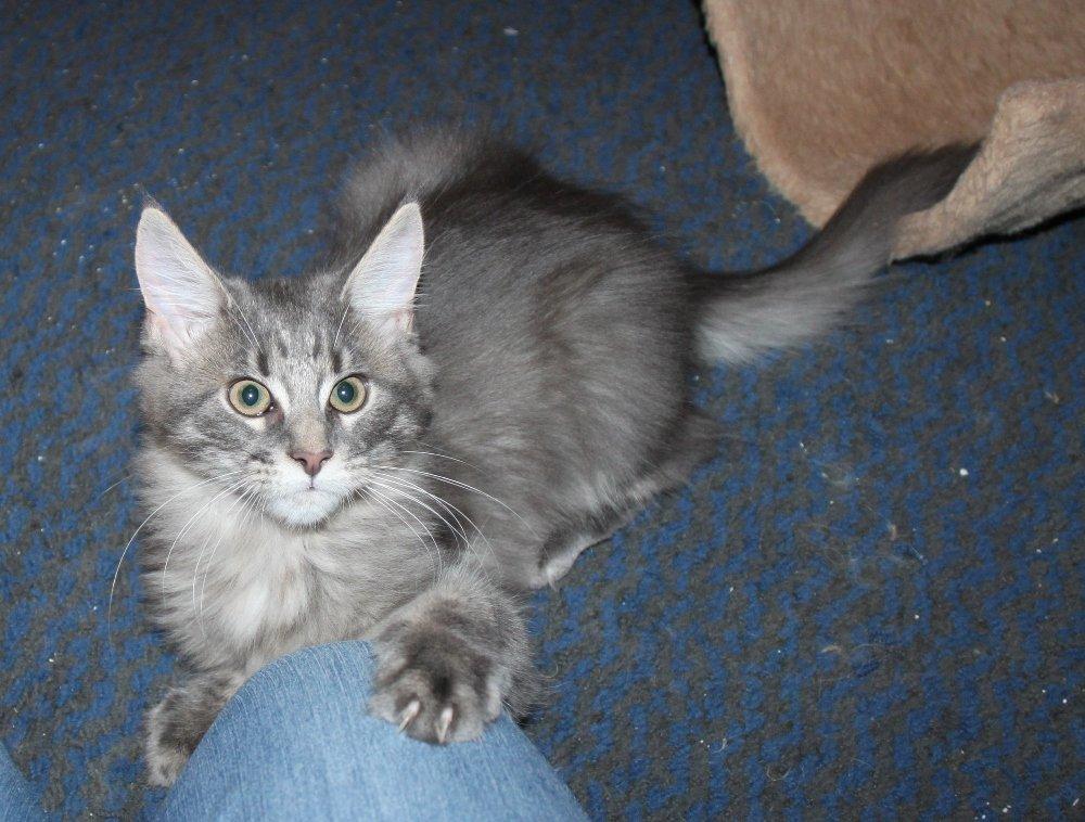 Maine Coon Alicia billede 19