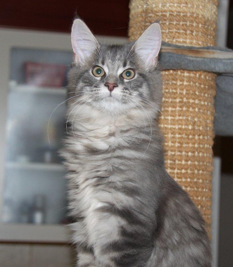 Maine Coon Alicia billede 20