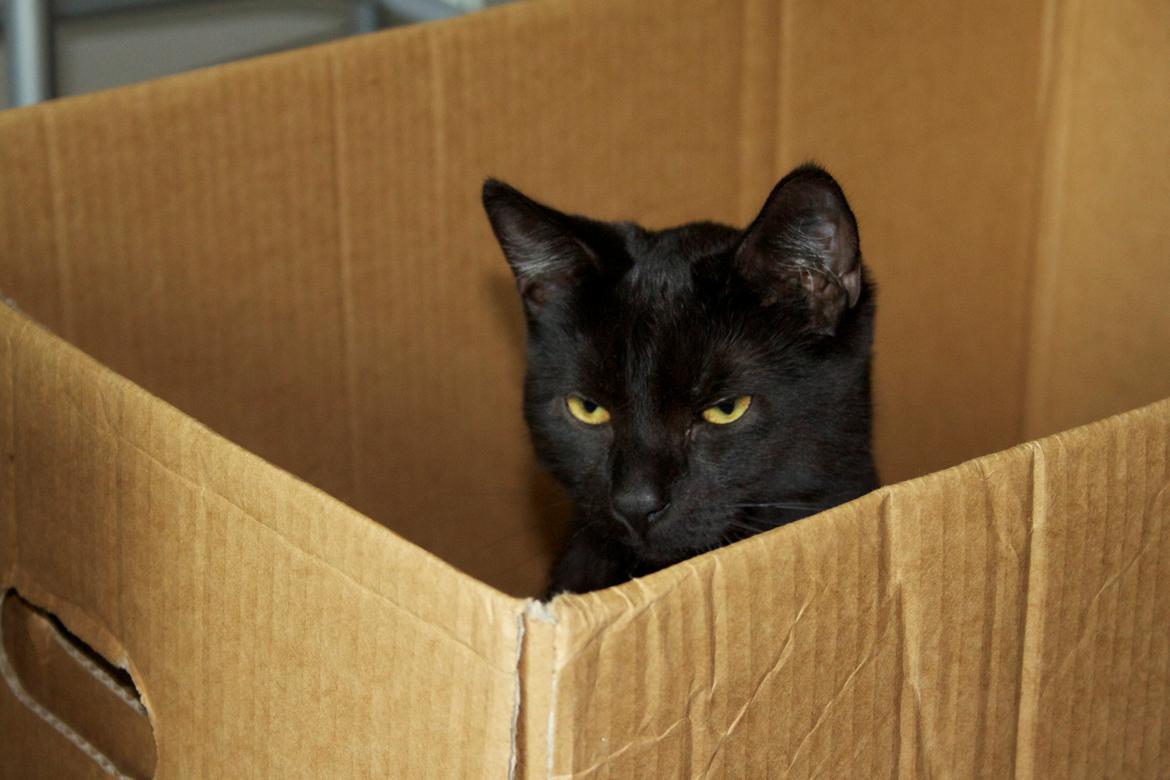 Huskat Aslan "Brumbasse" - Kitty is not amused ...... billede 18