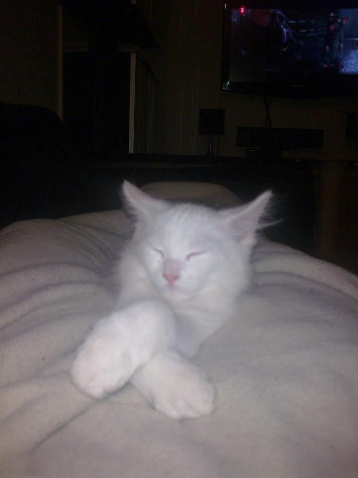 Maine Coon Fnugi - du var så flot <3 billede 6