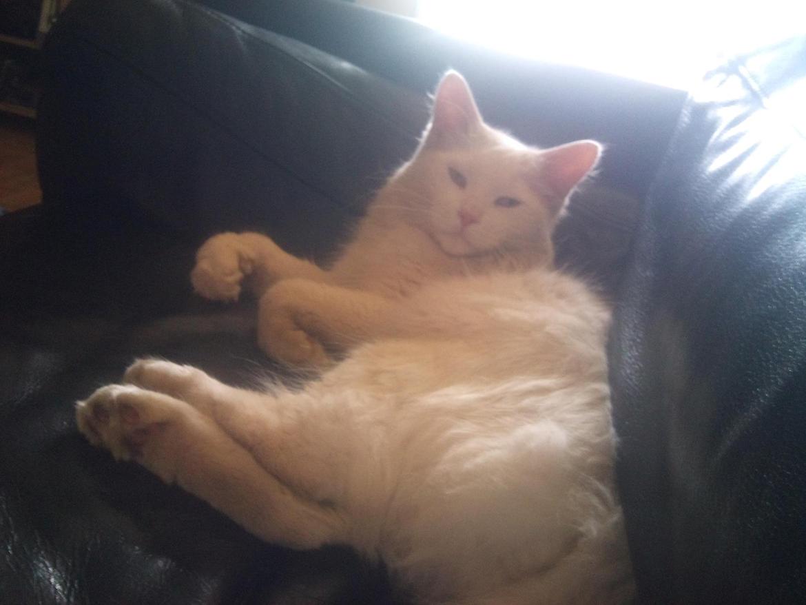 Maine Coon Fnugi - du var virkelig smuk minprins :( billede 7