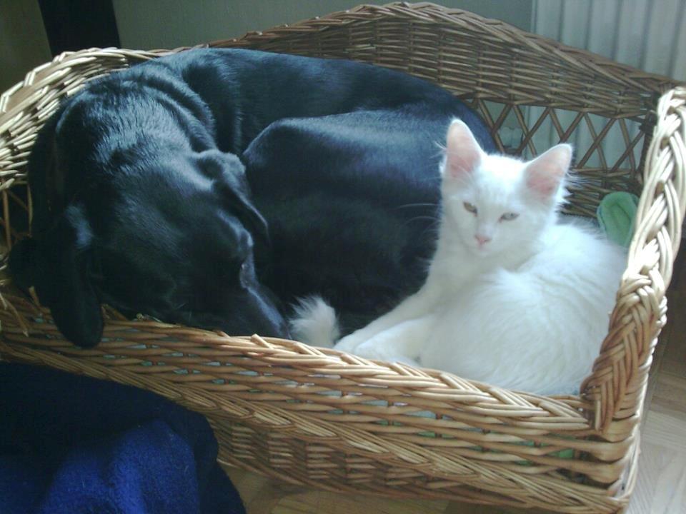 Maine Coon Fnugi - og Sceba's bedste ven var du også :( hun savner dig :(<3 billede 8