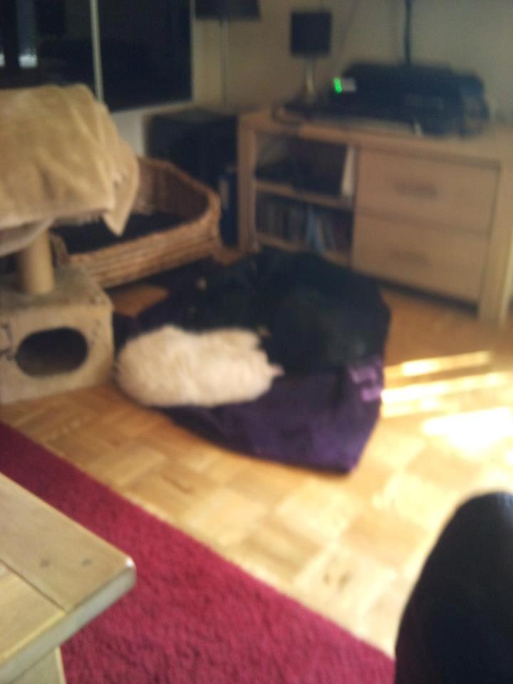 Maine Coon Fnugi - Fnugi Scheba mangler dig.. <3 :'( billede 9