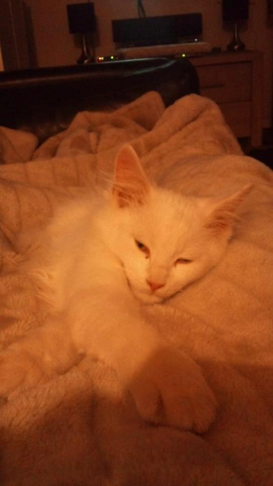 Maine Coon Fnugi - Jeg mangler dig mindreng :'( <3<3 billede 10