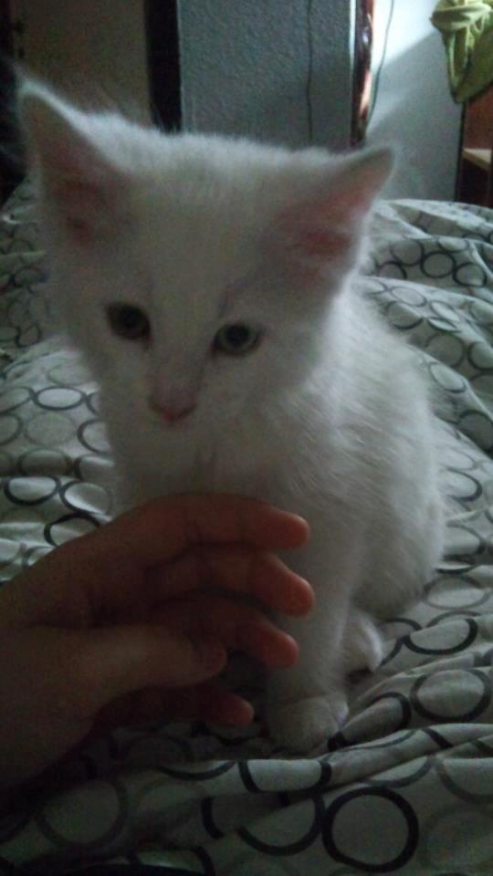 Maine Coon Fnugi - Fnugi da vi lige havde fået ham hjem <3 billede 3