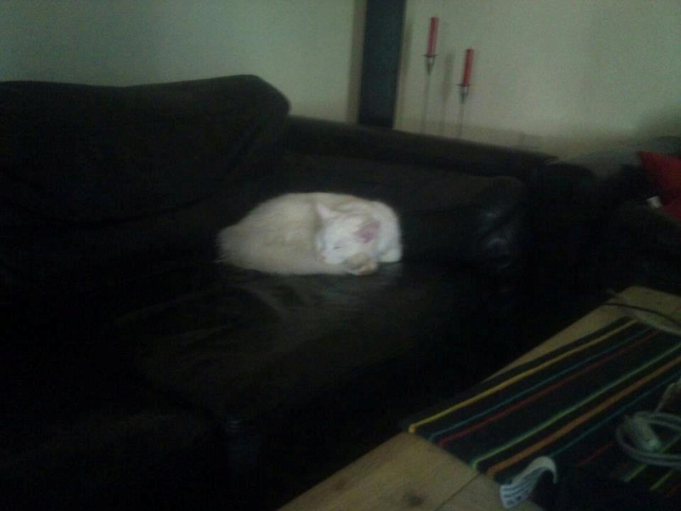 Maine Coon Fnugi - jeg mangler dig i fod enden <3 billede 5