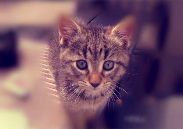 Huskat Yrsa - et billede fra da jeg endnu ikke var blevet afhentet af min nuværende mor!♥ billede 1